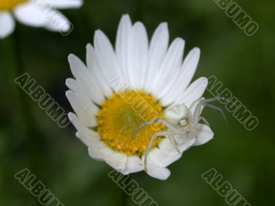 spider on daisywheel