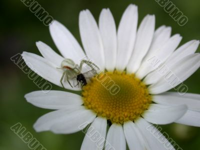 spider on daisywheel