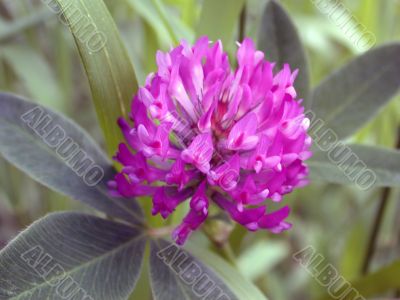 red dutch clover