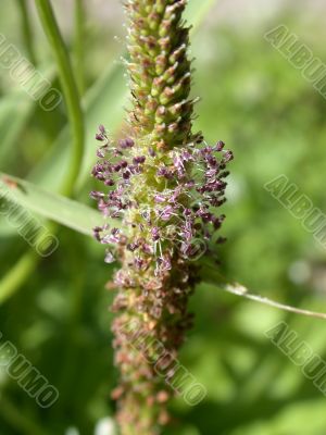herb, macro