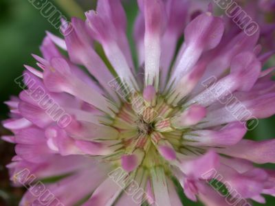 red dutch clover