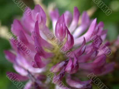 red dutch clover, macro