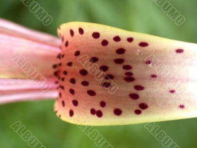 Lily petal
