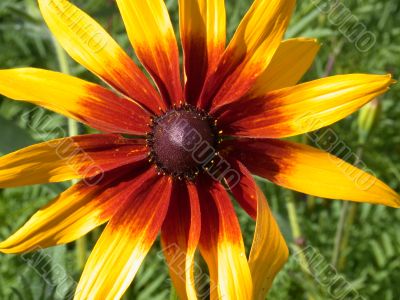 sunny flower