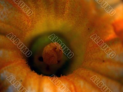 yellow flower, detaild