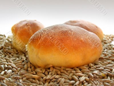 patties in a wheat