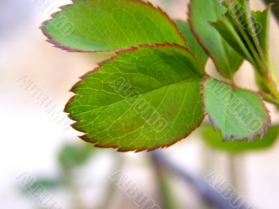 Green leaf