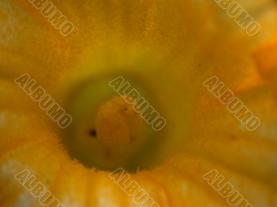 yellow flower