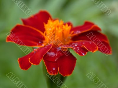 red flower