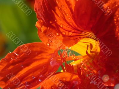 red petal amstraction