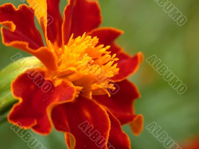 red flower, macro