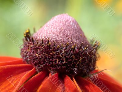 flower detailed
