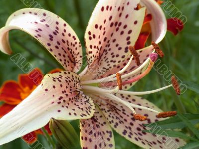 flower to lilies