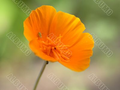 yellow flower