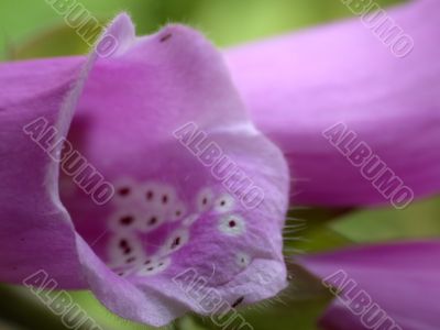 violet campanulas