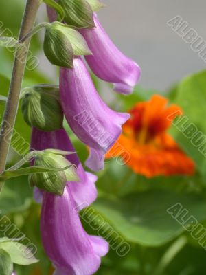 violet campanulas