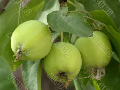 appls