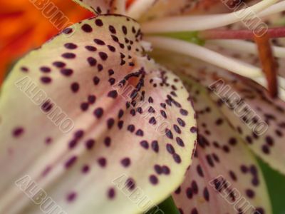 Lily, petal
