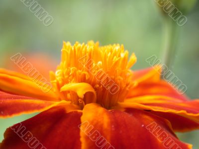 red flower