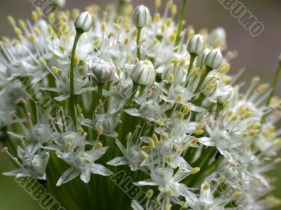 white flowerses, macro
