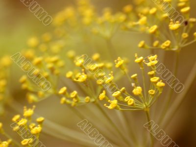 yellow flowers, macro