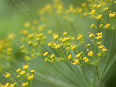 flowerses of the dill