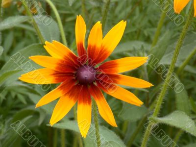 sunny flower