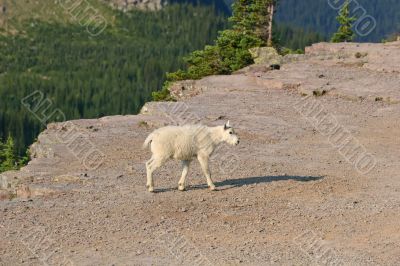 Mountain Goat Kid