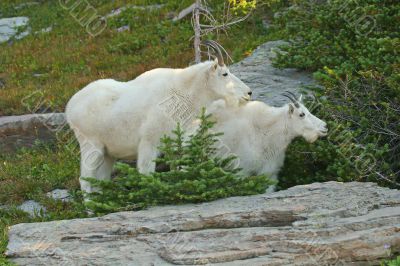 Mountain Goats