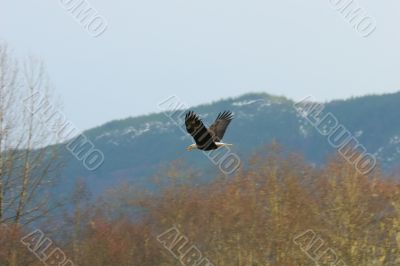 Bald Eagle In Flight