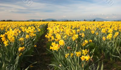 Field of Yellow Daffodils