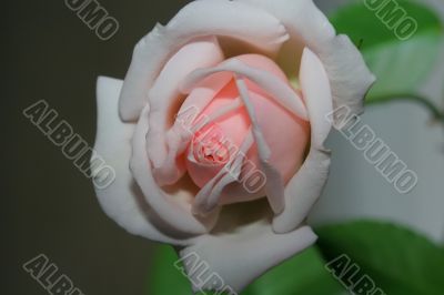 White Pink Rose