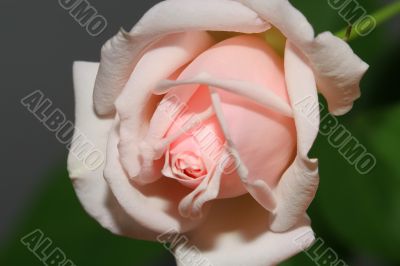 White Pink Rose