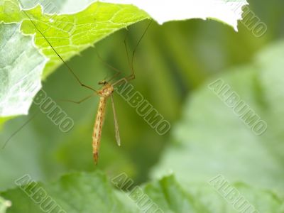 midge