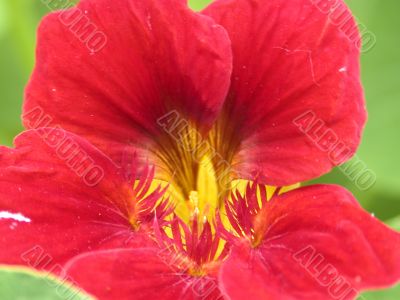 red flower