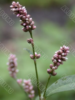herb, macro