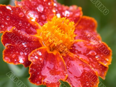red flower after rain