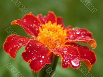 red flower after rain