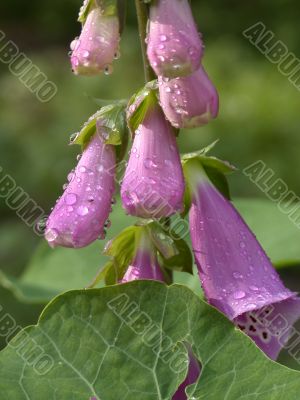 violet campanulas