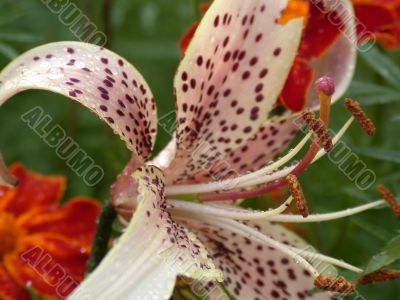Lily, macro