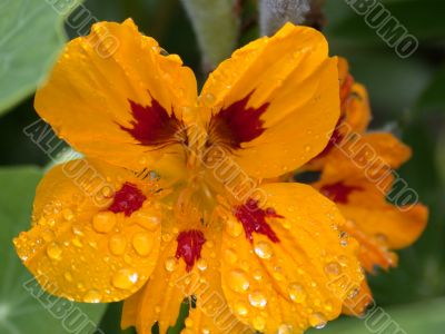 yellow flower