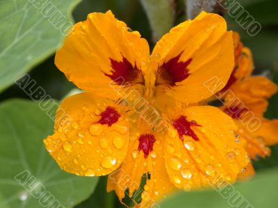 yellow flower