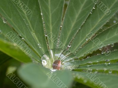 drop of water