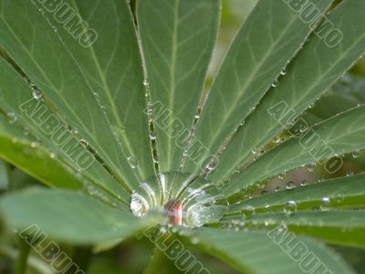 drop of water