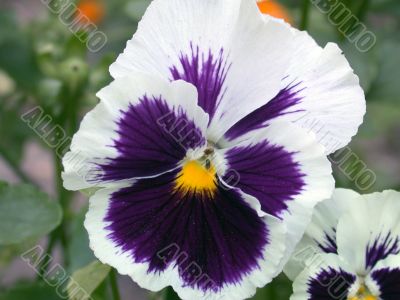 pansy