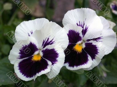 pansy