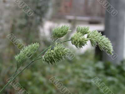 herb, macro