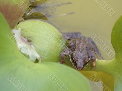frog on the plant