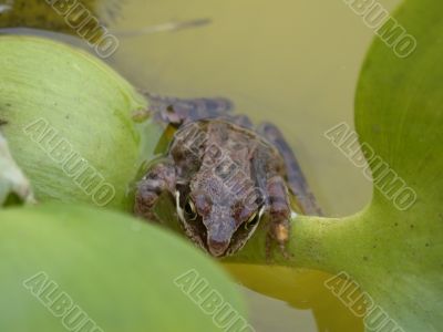 The frog