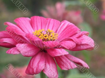 red flower